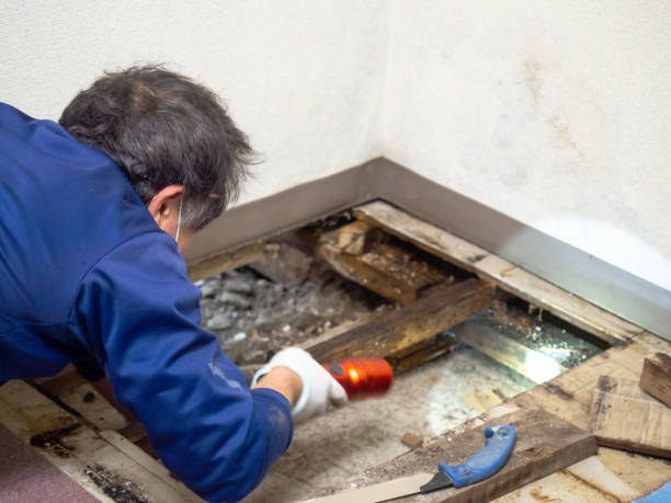 Best Commercial Mold Removal  in Rossford, OH