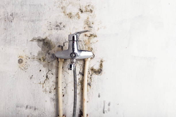 Best Home Mold Removal  in Rossford, OH