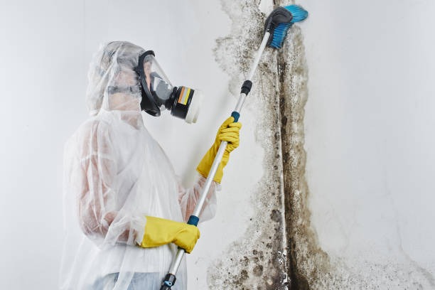Best Residential Mold Removal  in Rossford, OH
