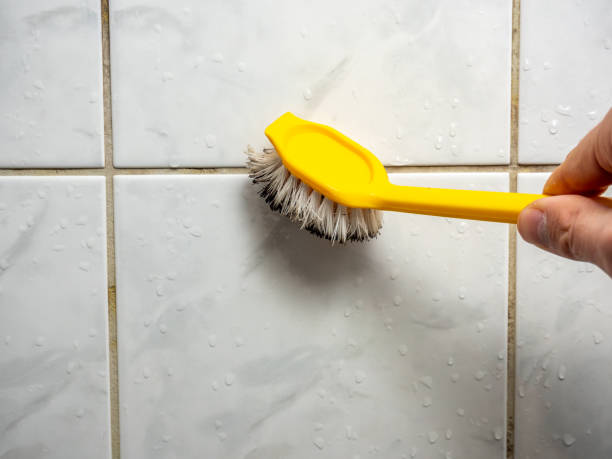 Best Local Mold Removal Service  in Rossford, OH