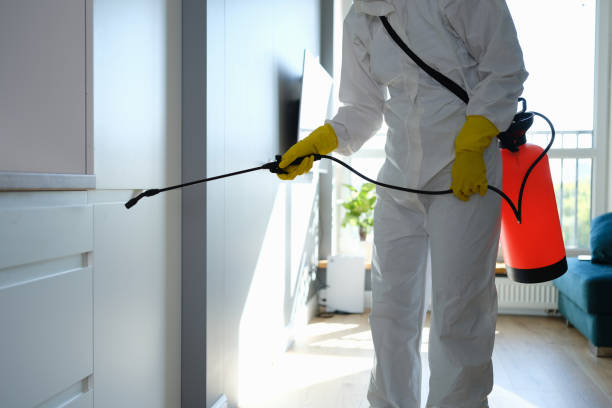 Best Fast Mold Removal  in Rossford, OH