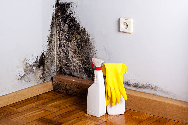 Best Mold Testing  in Rossford, OH
