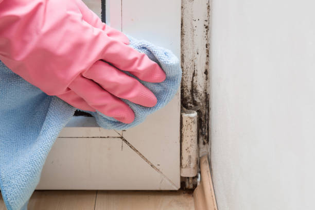 Best Mold Damage Repair  in Rossford, OH