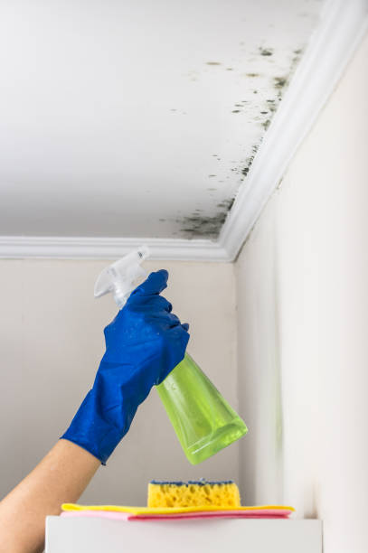 Mold Removal Process in Rossford, OH